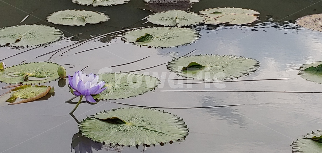저수지,잎,연,꽃,보라색,계절,자연,예술작품,보라색연꽃,물,식물,자연,plants,nature,꽃,flower