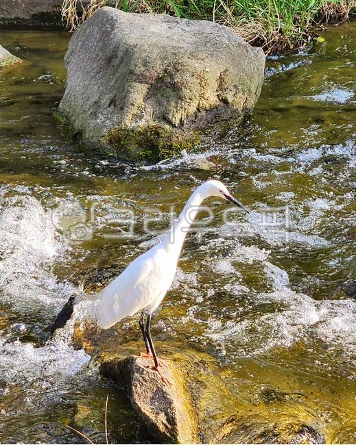 쇠백로,백로,왜가리,animal,동물,bird,새,waterfowl,물새,두루미새,cranebird