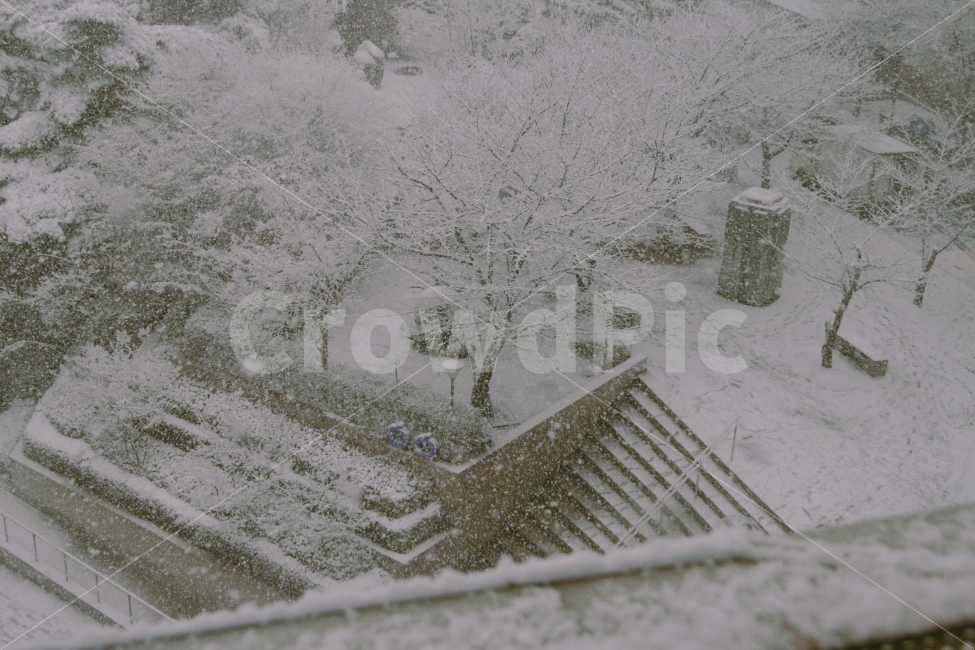 눈,겨울,국민대학교,대학캠퍼스,함박눈,겨울,계절,winter,season