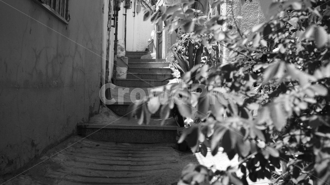 흑백,골목,식물,거리,동네,골목길,alley,흑백,모노톤,monochrome,black and white,handrail,난간,banister