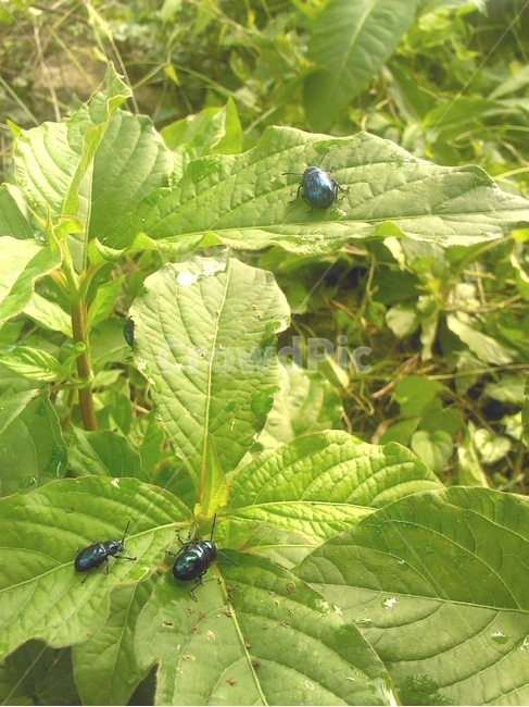 곤충,풍뎅이,식물,자연,잎사귀,scarab,bug,beetle,이슬,나뭇잎,green,식물,자연,plants,nature,곤충,벌레,insect,bug