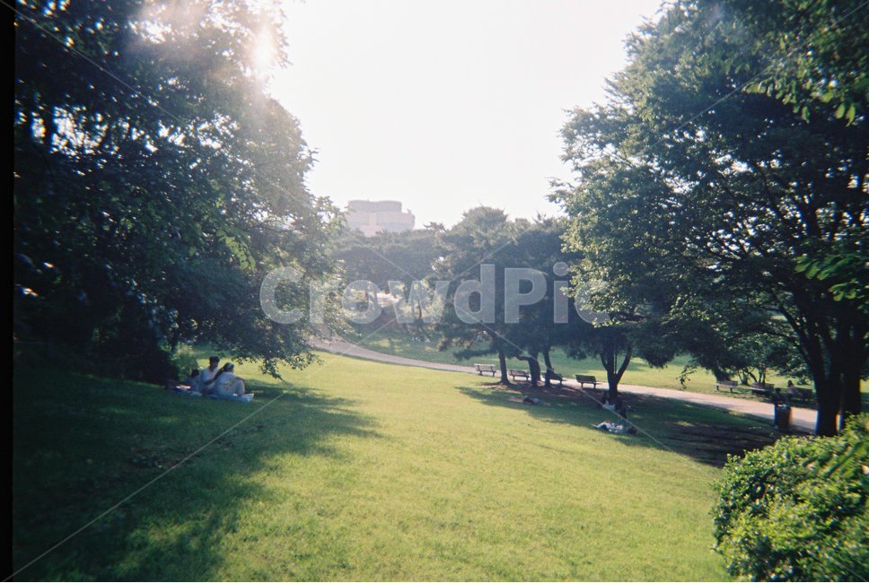 초록,휴식,풀,공원,나무,노을,감성사진,필름카메라,자연,풍경,nature,landscape,휴식,힐링,rest,relaxation,healing,grass,잔디,plant,식물,park,lawn,outdoors,옥외