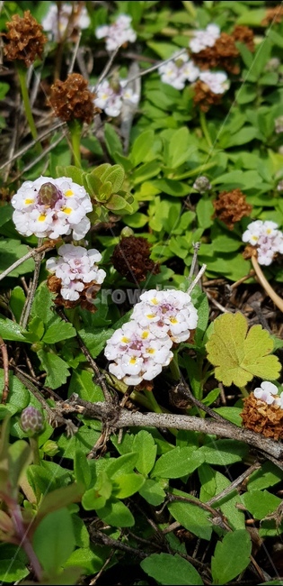 꽃,자연,식물,풀,들풀,들꽃,야생화,plants,nature,flower,배경,분홍,봄,여름,감성
