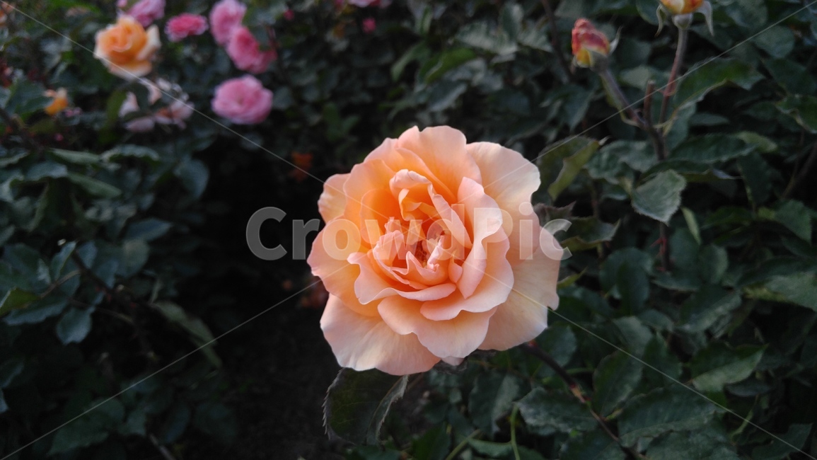 장미,rose,flower,daisy,꽃,주황,식물,자연,plants,nature,꽃,flower