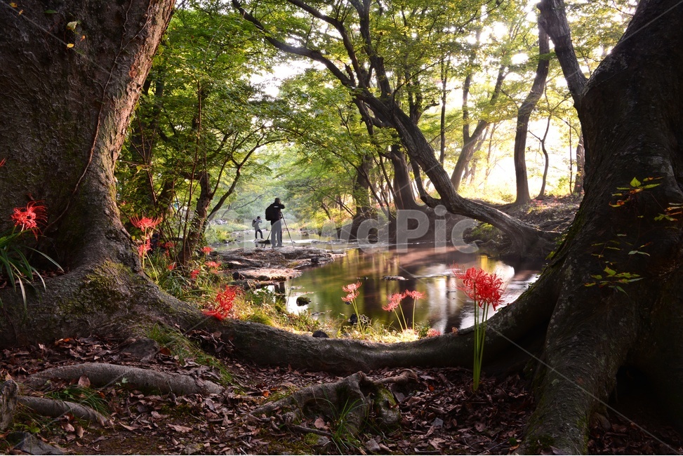 고창,선운사,도솔천,반영,water,물,human,인간,person,사람,nature,자연,outdoors,옥외,경치,풍경,꽃무릇,축제,꽃무릇축제,자연,풍경,nature,landscape,한국자연풍경,한국자연경관,korea nature landscape