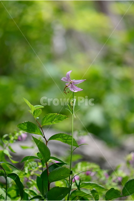 솔나리,야생화,식물,자연,꽃,생태,힐링,플라워,wildflower,flower,plants,nature,season,감성,느낌,emotion,feeling,백합목,백합과,여름,백합속,분홍색,여러해살이풀,식물,자연,plants,nature,꽃,flower