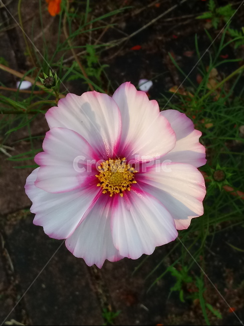 plant,flower,꽃,코스모스,식물,가을,계절,자연,감성,가을꽃,꽃잎,fallautumnseason,가을배경,식물,자연,plants,nature,꽃,flower