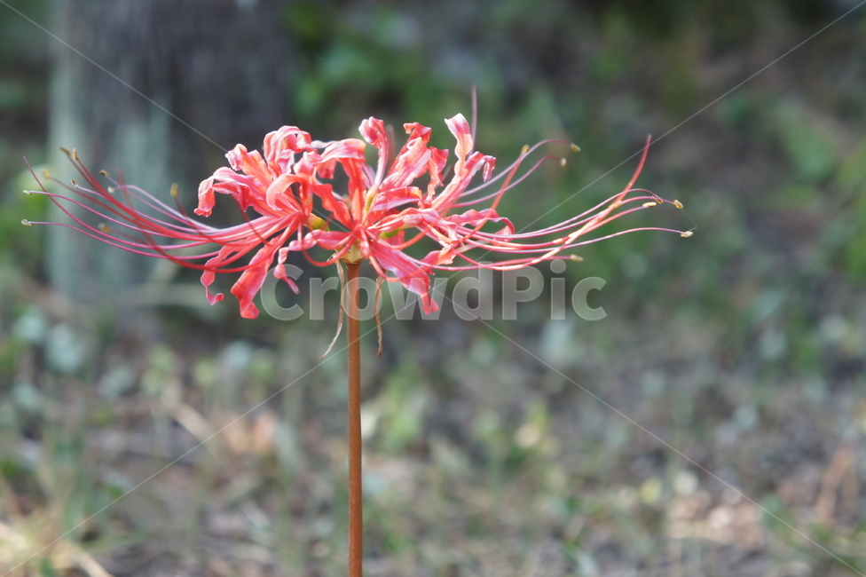 꽃,flower,다홍색,신기한,분홍색
