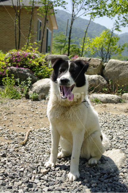 개,강아지,동물,animal,포유동물,동물,animal,포유류,mammal,개,강아지,dog,doggy
