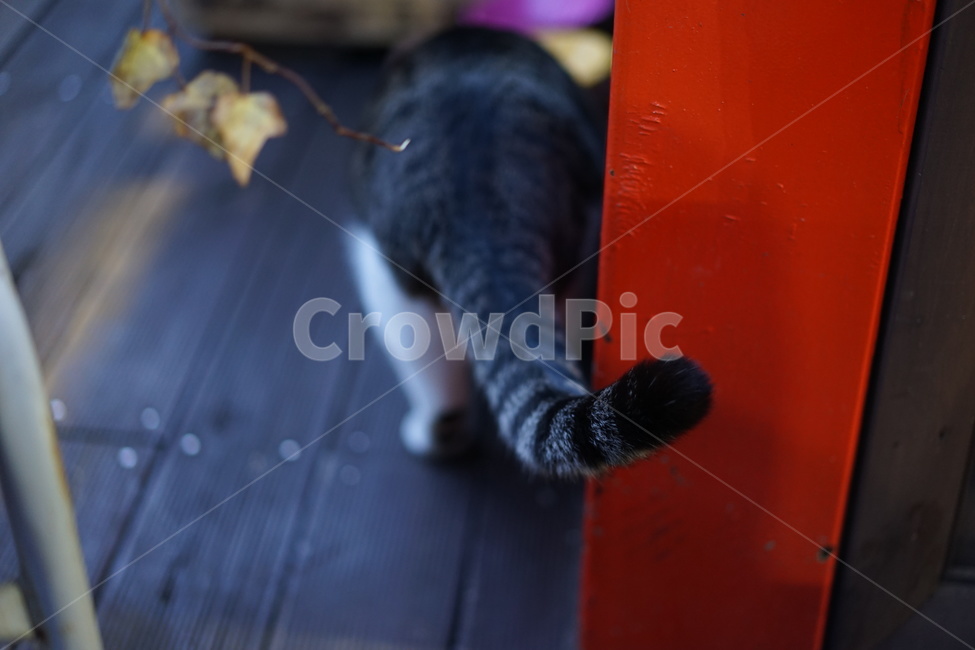 고양이,고양이꼬리,동물감성,감성사진,귀여운동물,귀여운고양이,고양이뒷모습,동물,animal,포유류,mammal,고양이,cat,kitten,kitty