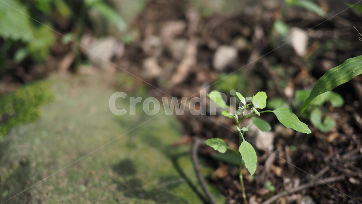 식물,잎사귀,그린,돌,plant