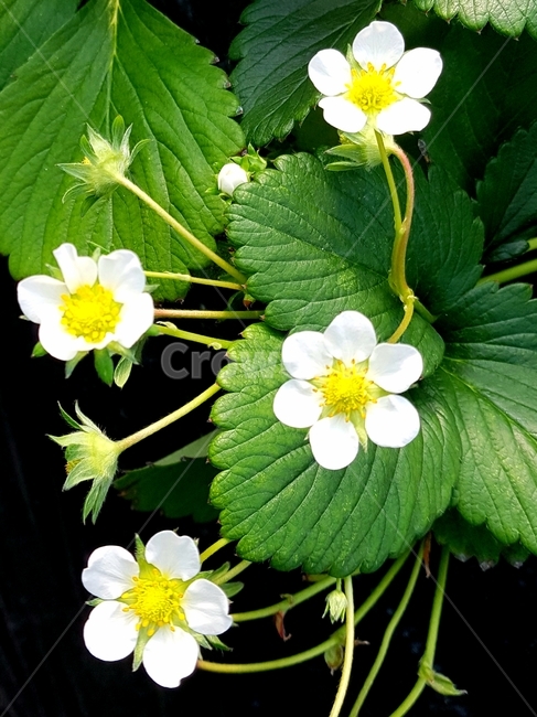 딸기,딸기꽃,꽃,strawberryflower,flower