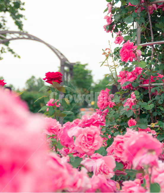 장미,장미꽃,꽃,rose,flower,pink,분홍색장미,핑크색장미,핑크색장미꽃,분홍색장미꽃,핫핑크,hotpink,식물,자연,plants,nature,꽃,flower,감성,sensible,feeling