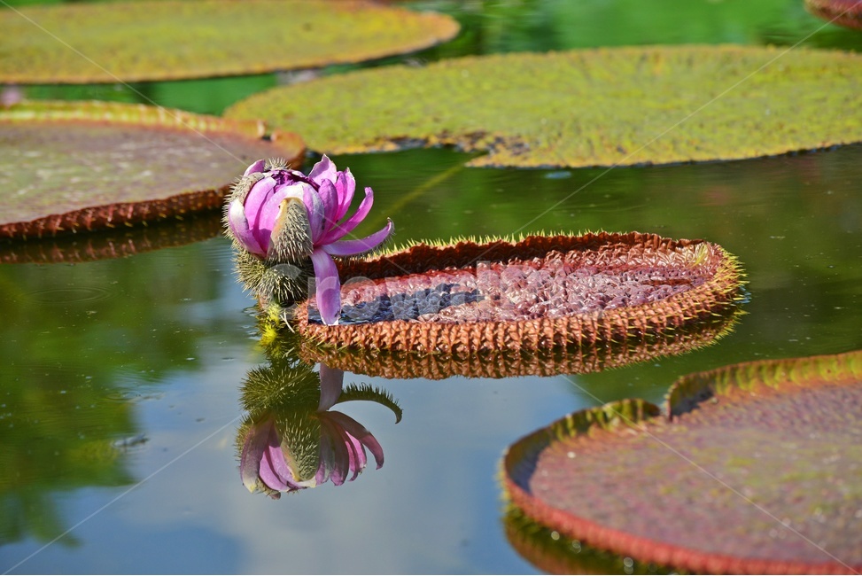flower,plant,식물,blossom,꽃,연,연자,연밥,연잎,빅토리아연,빅토리아연꽃,반영,빅토리아연잎,식물,자연,plants,nature,꽃,flower