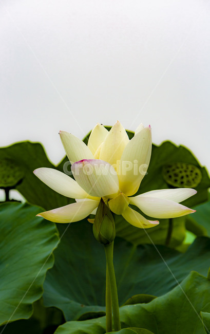 수련,연,연꽃,수상식물,생태공원,관곡지,자연,청순,순결
