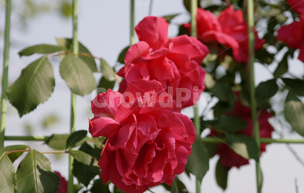 장미,꽃,철조망,봄,여름,5월,6월,자연,식물,nature,plant,flower,rose,summer,spring,may,june,leaf,나뭇잎