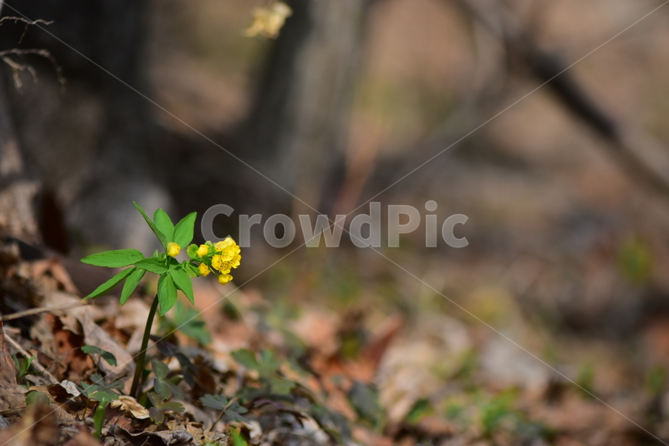 한계령풀,야생화,봄,꽃,풀꽃,자연,식물,식생,plants,nature,spring,season,flower