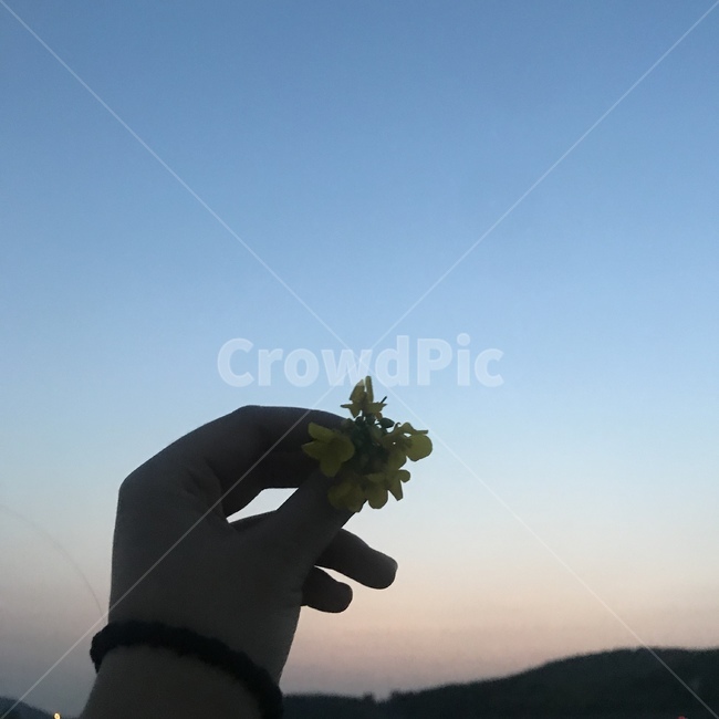 손가락,꽃,유채꽃,ㄴ노랑색,식물,꽃,flower,신체일부,몸,body