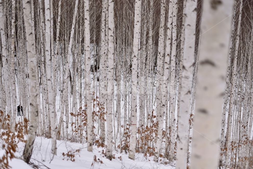 자작나무,강원도,나무,겨울,눈,설경,겨울,계절,winter,season,식물,자연,plants,nature,나무,trees,wood