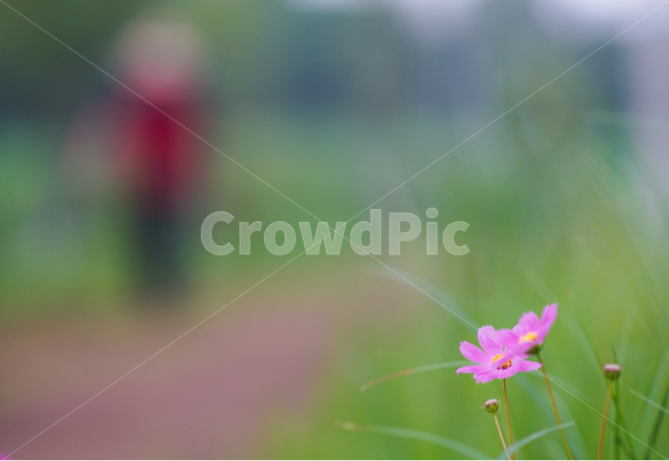 코스모스,공원길,산책,아침,길,사람,식물,자연,plants,nature,꽃,flower