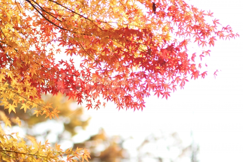 단풍,가을,단풍나무,단풍잎,감성사진,가을,계절,fall,autumn,season,식물,자연,plants,nature,leaf,잎,plant,tree,나무,maple