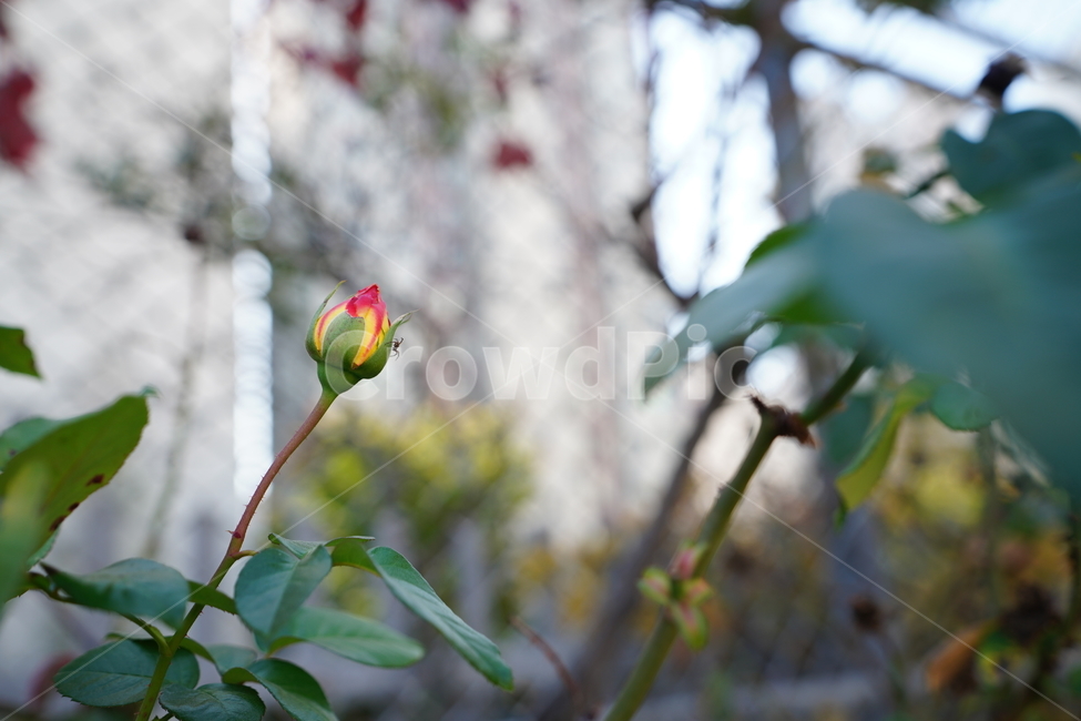 꽃,플라워,감성,느낌,식물,생명,생물,잎,녹색,그린,색감,컬러,자연,flower,color,식물,자연,plants,nature,꽃,flower