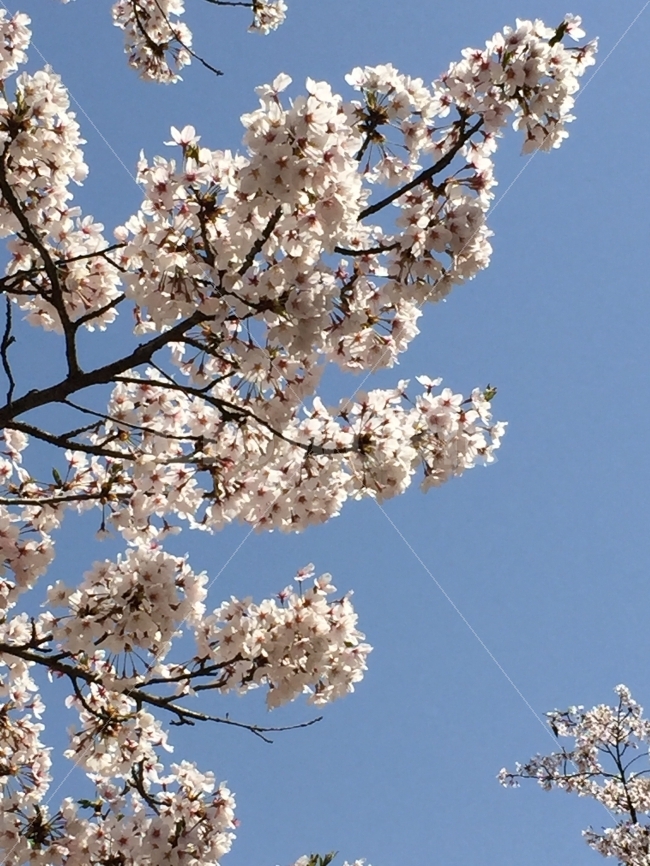 벚꽃,꽃,벚나무,봄,봄꽃,따뜻한,봄,계절,spring,season,식물,자연,plants,nature,꽃,flower,plant,blossom