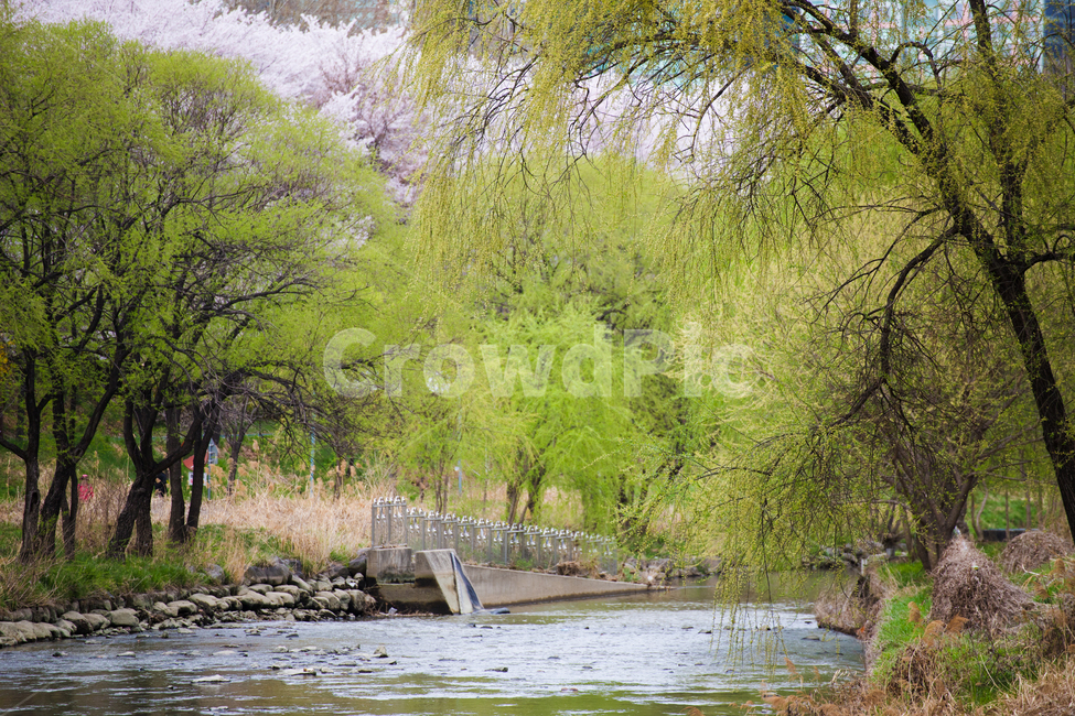 개천,개울,풍경,물길,봄,초록,나무,맑은물,봄,계절,spring,season,자연,풍경,nature,landscape,한국자연풍경,한국자연경관,korea nature landscape,water,물,outdoors,옥외