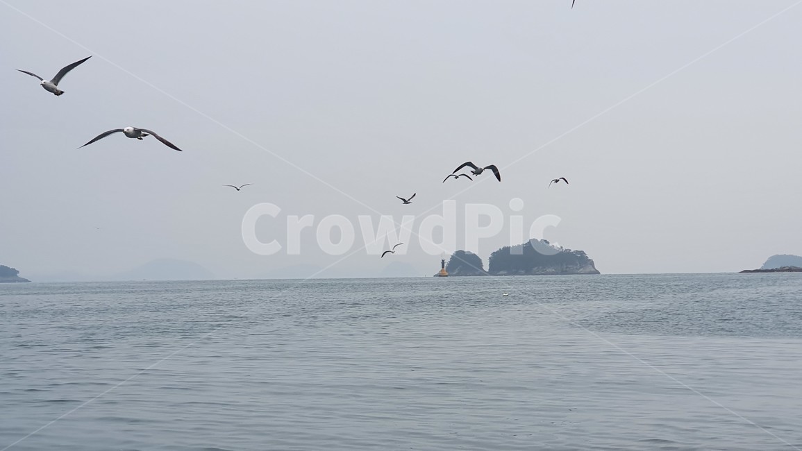 bird,새,바다,sea,ocean,바다풍경,자연,nature,갈매기,동물,animal,조류,새,birds
