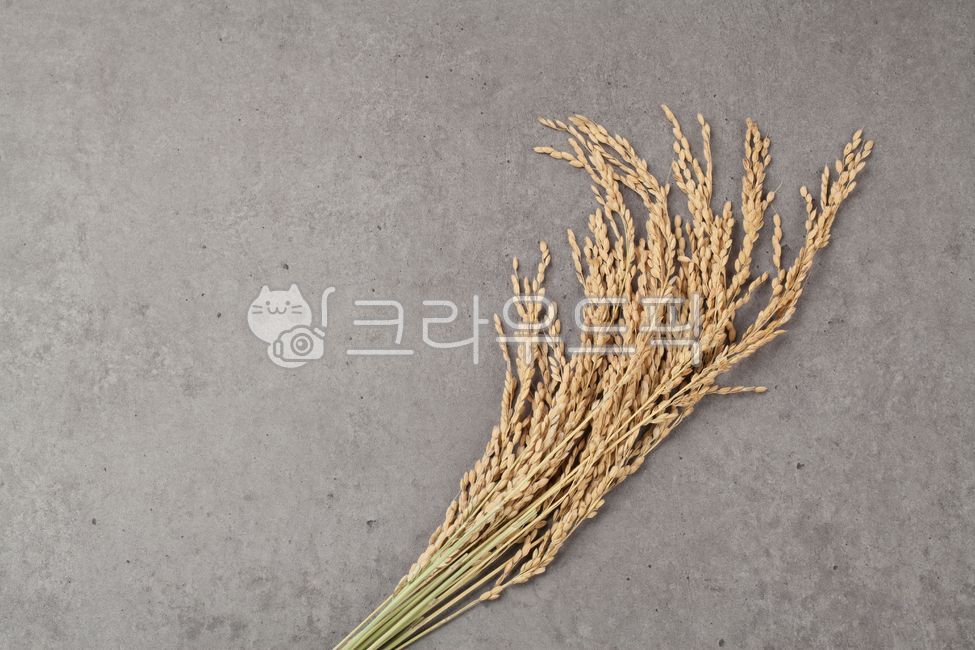 찹쌀, 쌀, 벼, 농작물, 음식, 사진,이미지,일러스트,캘리그라피 - 박프로 진Studio작가
