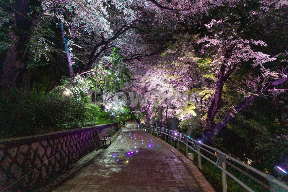 자유공원,인천,야경,산책로,숲길,나무,led,공원,자연,수풀,오솔길,산길,숲,밤,night,가로등,산책,park,길,통행로,거리,보행로,보도,path,way,walkway,plant,식물