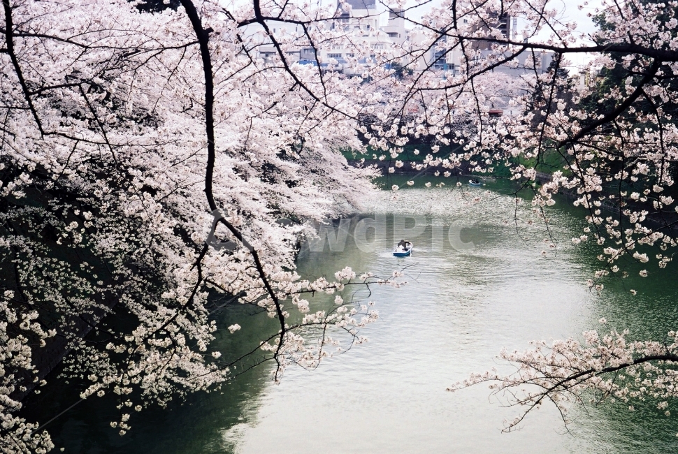 벚꽃,벚꽃나무,강가에핀벚꽃,연인,나룻배,노젖는배,배,강가위의배,필름,일본의봄,봄,계절,spring,season,식물,자연,plants,nature,꽃,flower,plant,blossom,cherry blossom