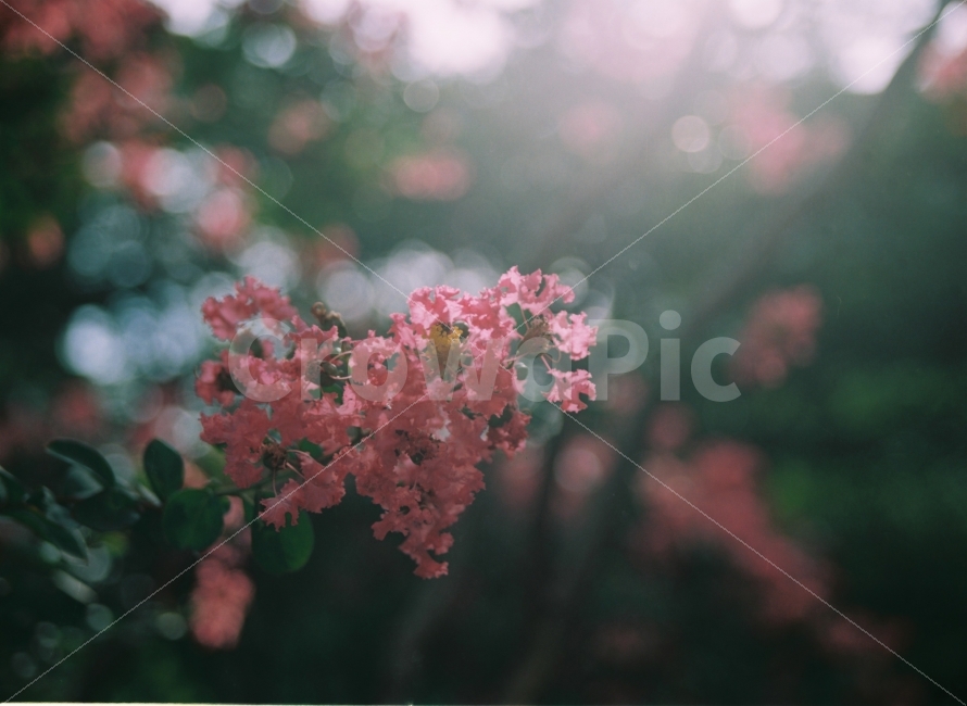 꽃,여름,여름꽃,필름사진,감성사진,예쁜사진,배롱나무,목백일홍,여름사진,분홍꽃,나무,식물,flower,floral,flora,summer,summerflower,film,filmcamera,pink,petal,pinkflower,pinkpetal,beauty,beautiful,nature,natural,자연,식물,자연,plants,nature,꽃,flower,감성,sensible,feeling,색깔,색상,색채,색감,color sense,color sensitivity,feeling of color