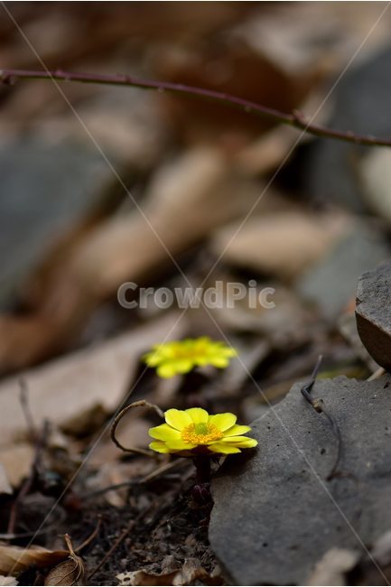 Sunbok aster,hellebore,yellow,astral zinnia,spring,healing,ecology,plants,grass,season,February,flowers,seasons,Flower,nature,tree,woody,flower,herbaceous,2018,wildflowers,mountain flowers,emotion,background,busan,wild flowers,Bokboksae,wild,Ice bird flow