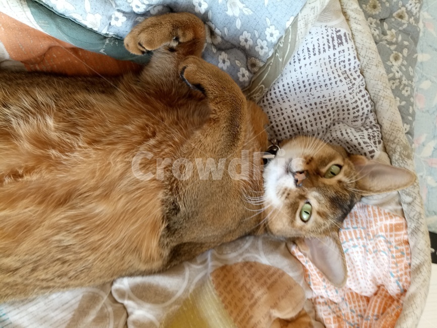 고양이,애완동물,반려동물,아비시니안,감성,cat,동물,animal,포유류,mammal,고양이,cat,kitten,kitty