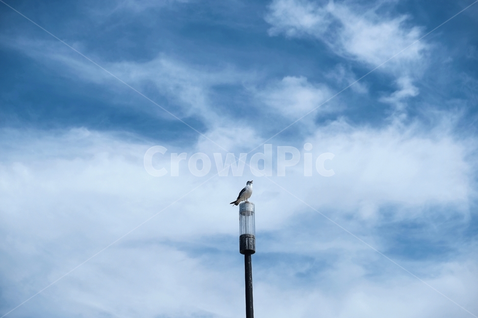 한강,갈매기,하늘,맑음,여름,새,동물,animal,조류,새,birds