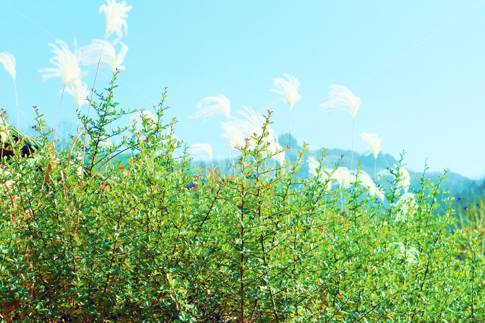 가을,식물,색감,필름,감성사진,자연,풍경,nature,landscape,grass,잔디,plant