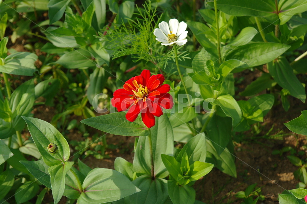 꽃,자연,flower,spring,초록,식물,자연,plants,nature,꽃,flower