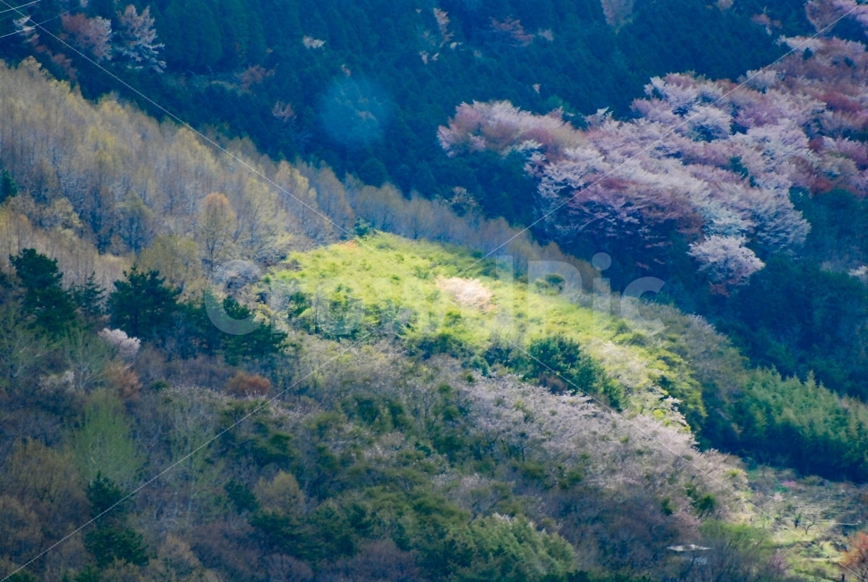 진해,진해군항제,군항제,벚꽃,경남,일상,자연,니콘,NIKON,D80,DSLR,사진,여행,정취,느낌,파스텔톤,파스텔,추억,풋사랑,첫사랑,수줍음,봄,안민고개,드림로드,안민,창원,드림,로드,르누아르,수채화,핑크,자연,풍경,nature,landscape,봄,계절,spring,season,plant,식물
