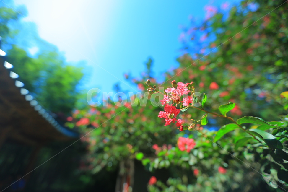 꽃,풍경,나무,숲,기와,식물,자연,plants,nature,꽃,flower