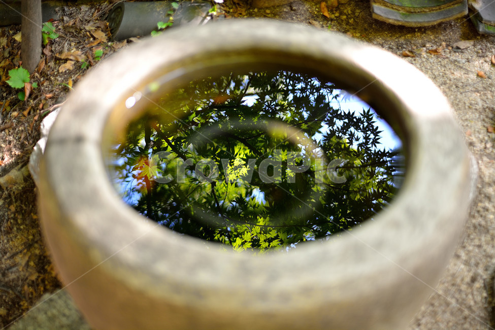 반영,물,단풍,단풍잎,풍경,자연,풍경,nature,landscape