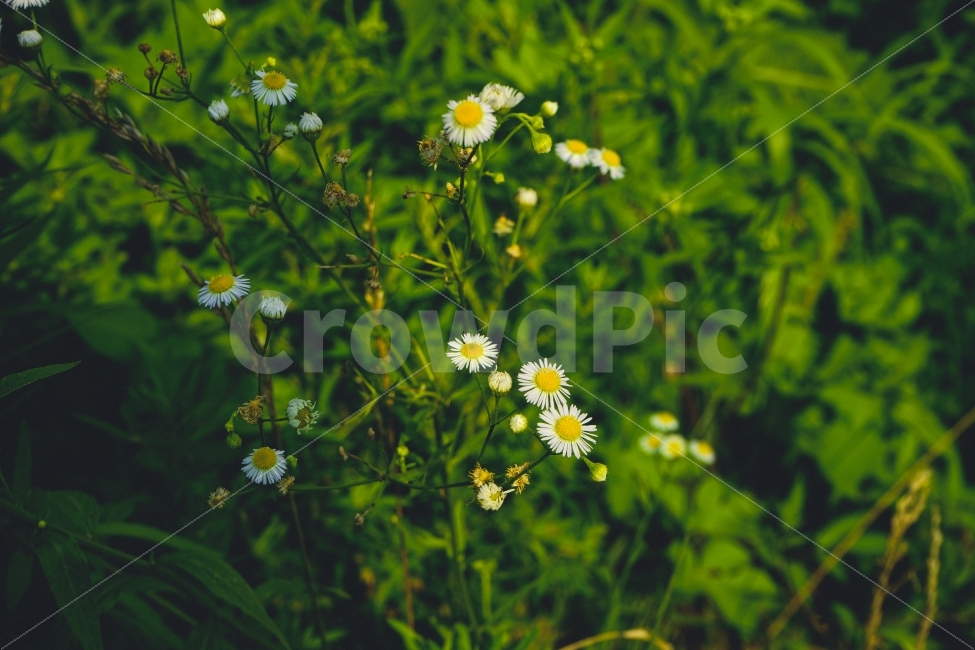 감성사진,꽃,식물,힐링,자연풍경,휴식,식물,자연,plants,nature,꽃,flower