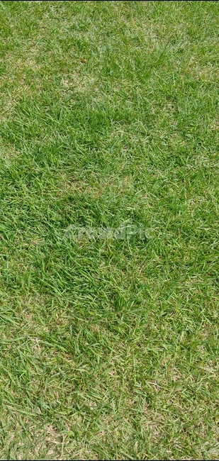 땅,잔디,식물,정원,그린,녹색,텍스쳐,green,자연,풍경,nature,landscape,plant,grass,lawn
