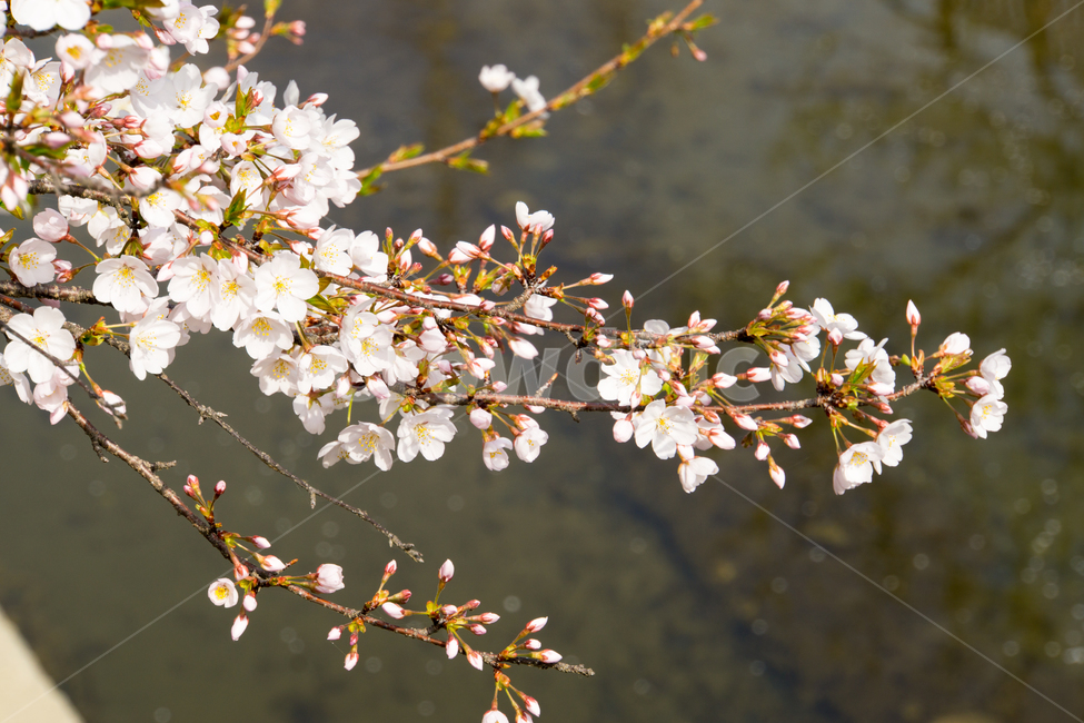 봄,벚꽃,나무,식물,자연,근접촬영,울산,아름다움,무거천,봄,계절,spring,season,식물,자연,plants,nature,꽃,flower,plant
