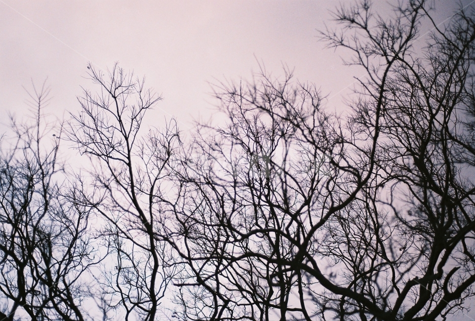 겨울나무,겨울,겨울풍경,나무,하늘,숲속,필름사진,겨울,계절,winter,season,자연,풍경,nature,landscape,식물,plants,나무,trees,wood