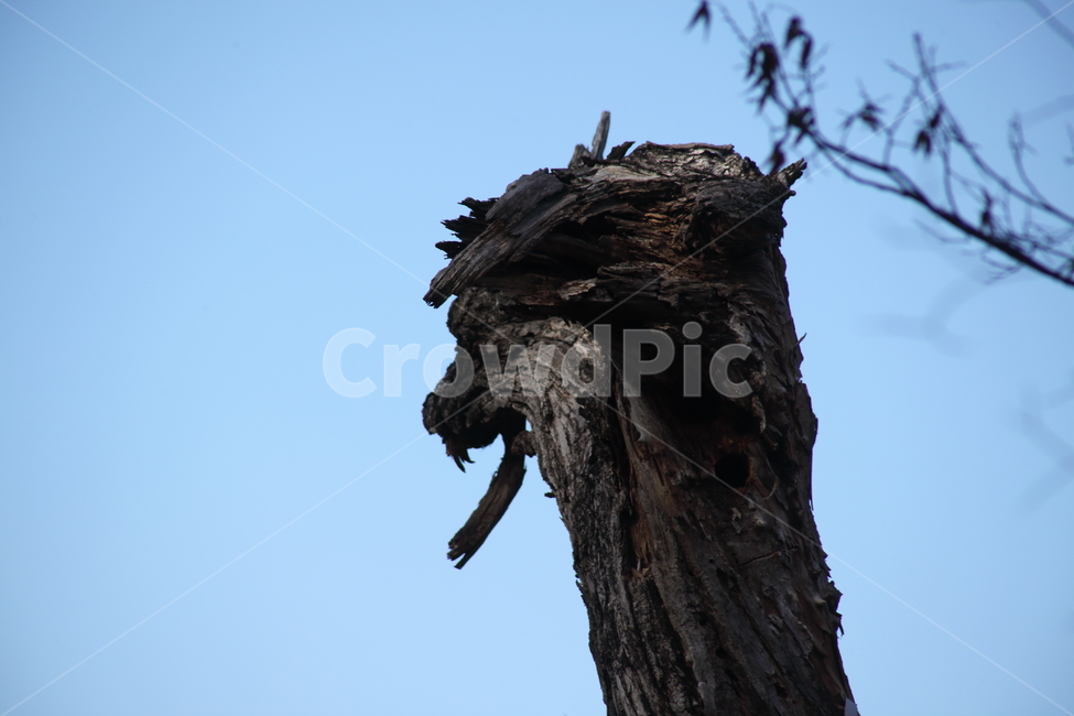 식물,죽은나무,나무,wood,branch,식물,자연,plants,nature,나무,trees,wood