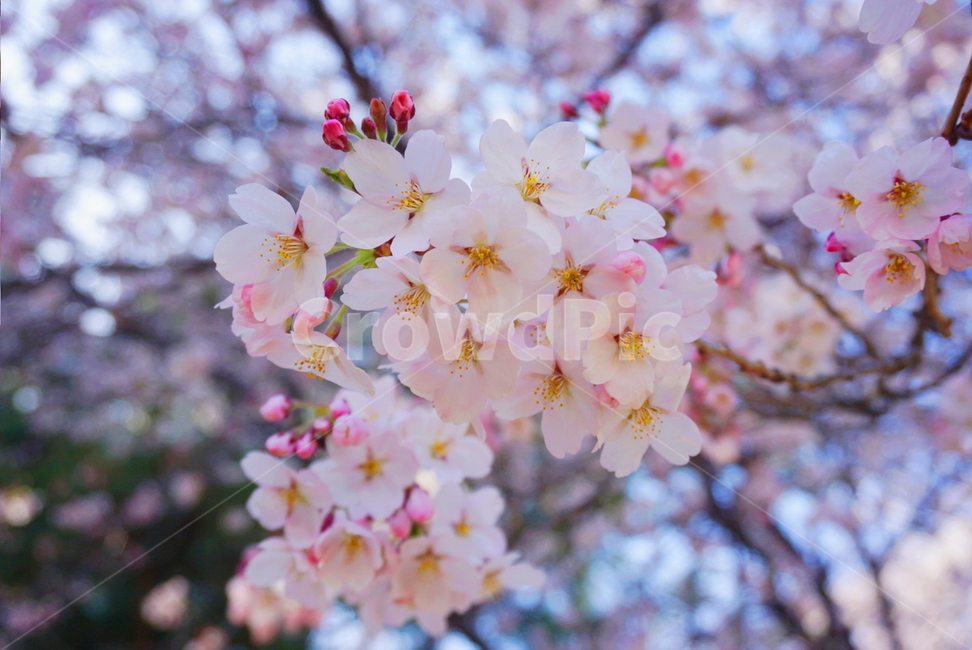 봄꽃,꽃,벚꽃,벚꽃나무,분홍,봄기운,봄날,spring