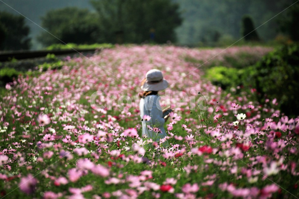 Cosmos,flower,plant,person,autumn mood,landscape,figure,back view,flower field,cosmos colony,nature,hat,emotional photo