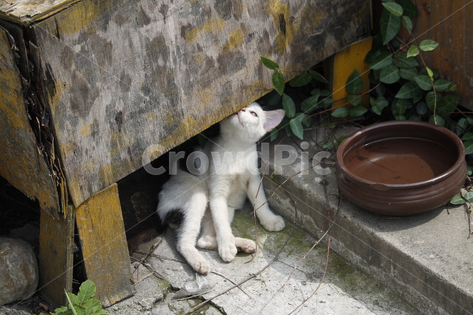 길고양이,고양이,길냥이,외로움,휴식,묘생,냥이,묘,길거리,고양이들,동물,animal,고양이,cat,kitten,kitty