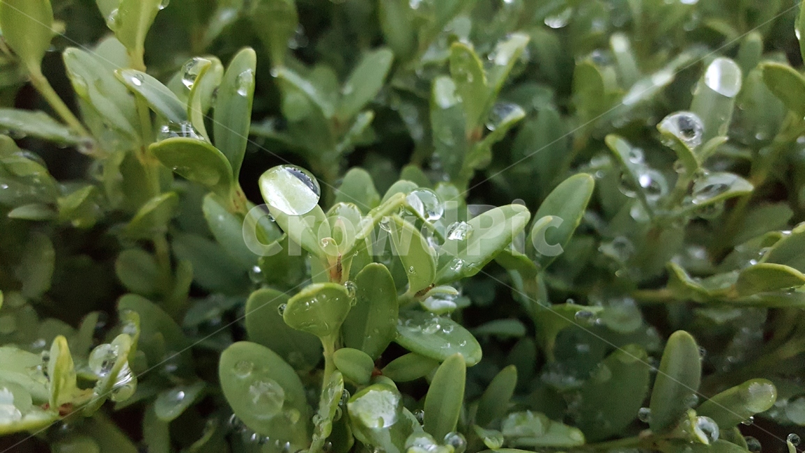 잎,식물,plant,leaf,이슬,싱그러움,식물,자연,plants,nature